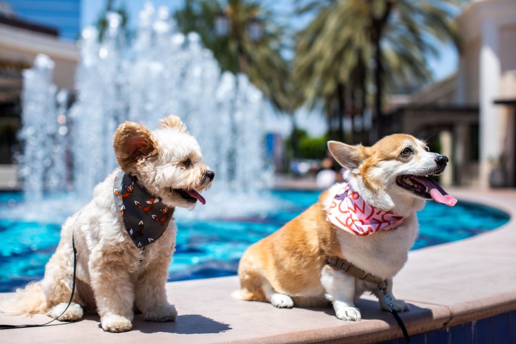 two dogs by a fountain at irvine spectrum center