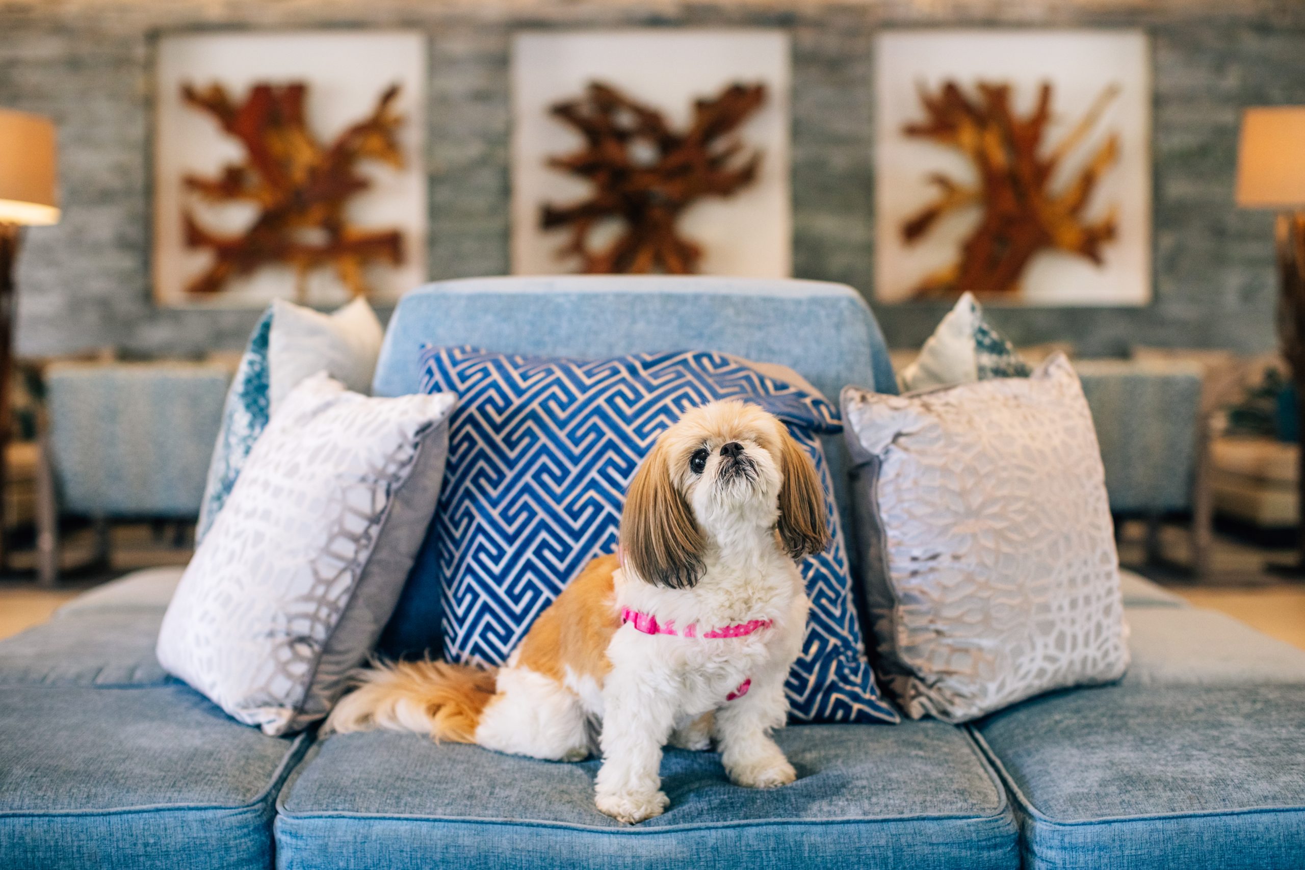 dog on top of a blue sofa at a hotel lobby 