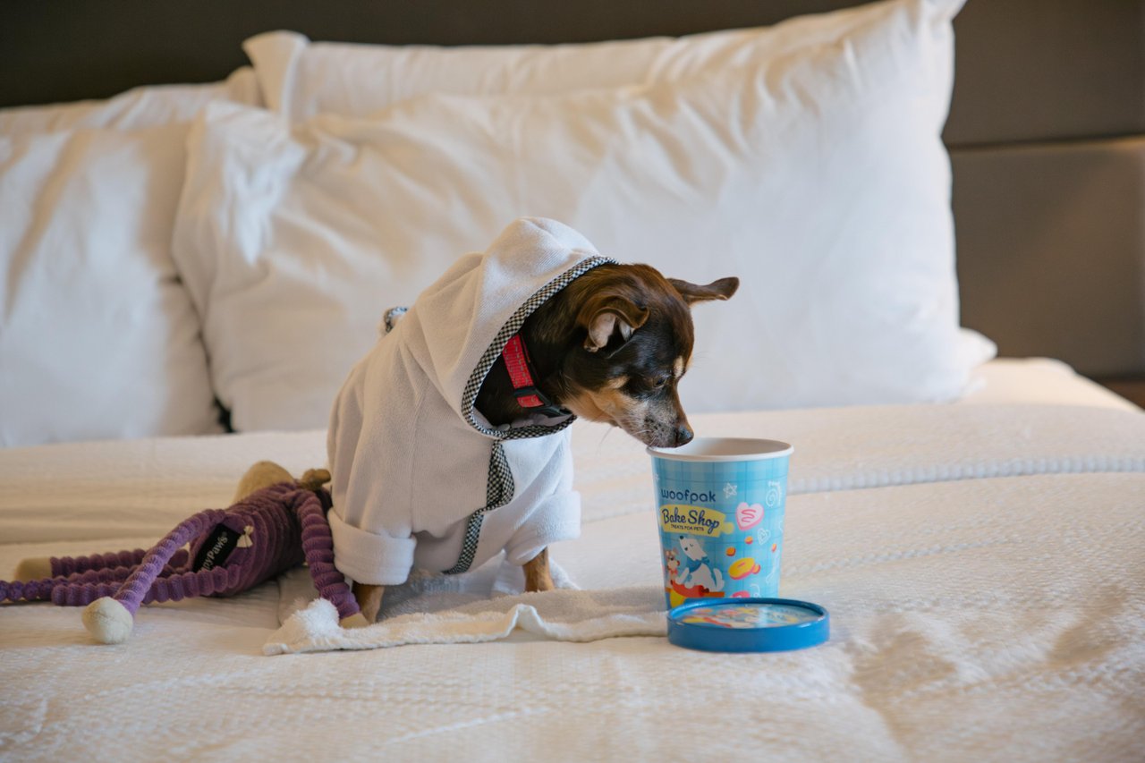 small dog in bath robe at hotel bed eating pup treats