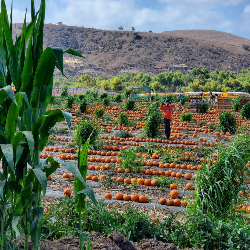 Tanaka Farms Irvine 1 pumpkin patch with scarecrow at tanaka farms irvine