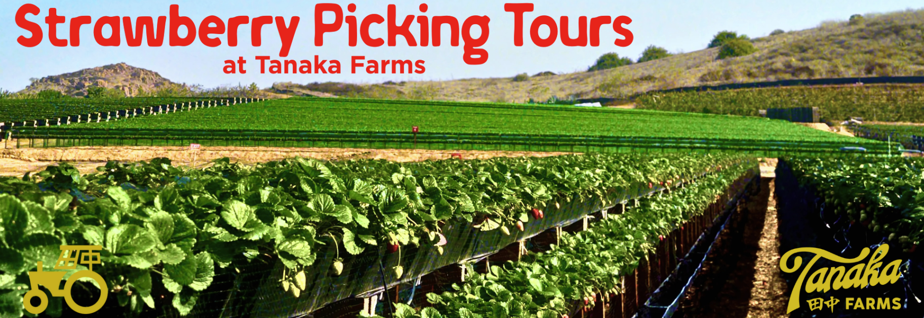 a field of strawberry vines