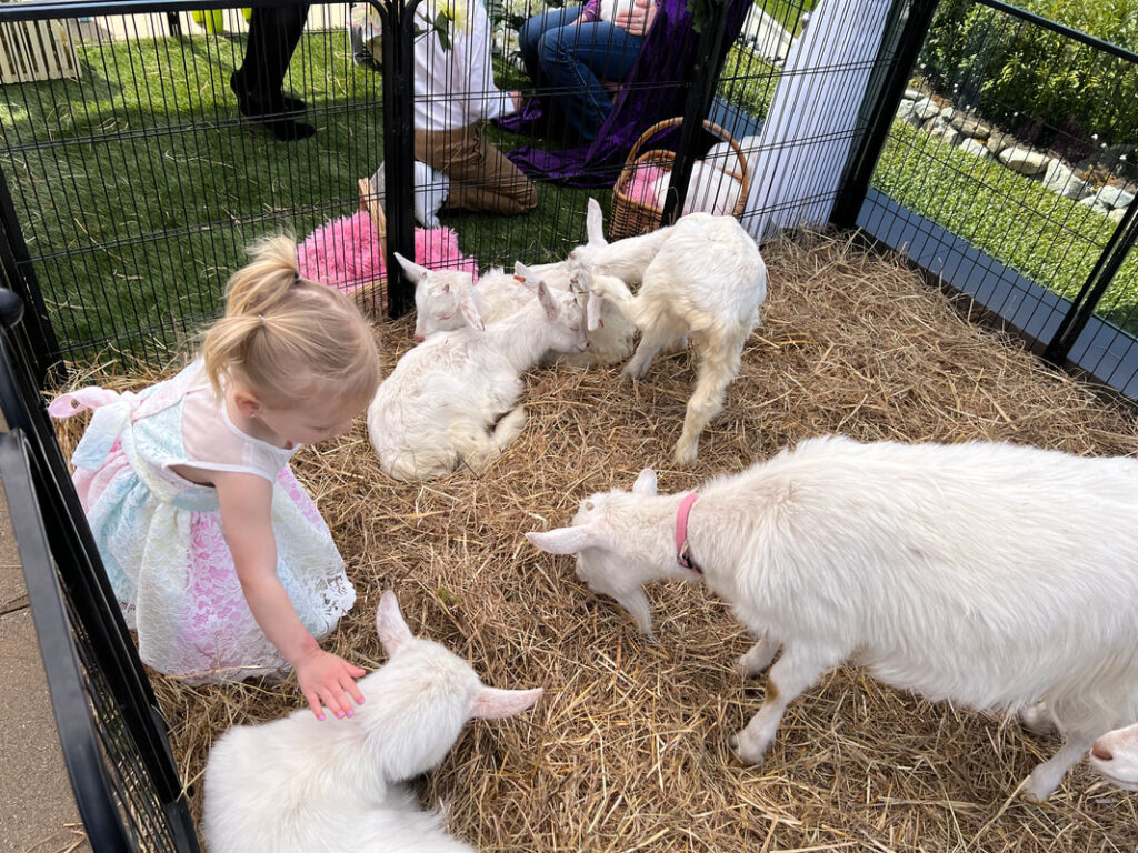 girl petting three goats