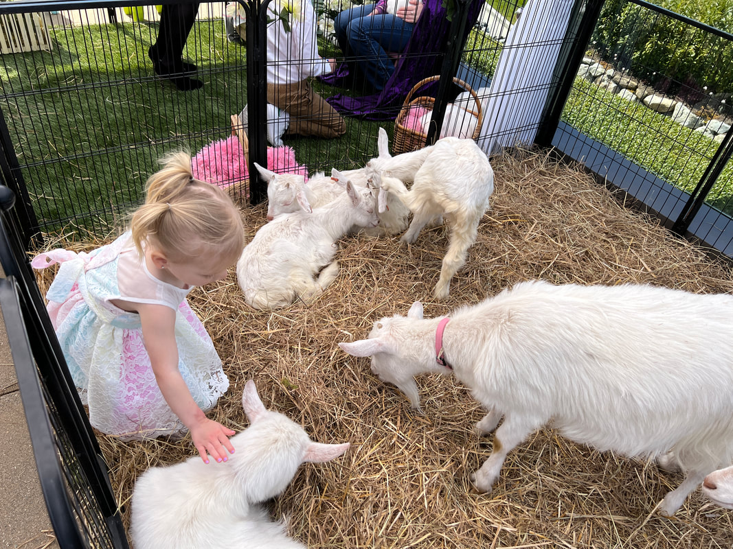 girl petting three goats